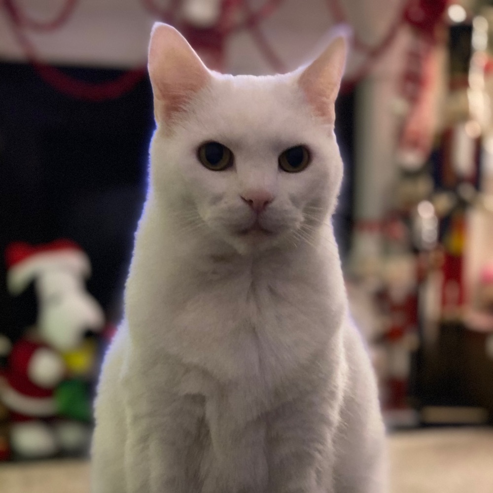 Meet your Posher, Meredith